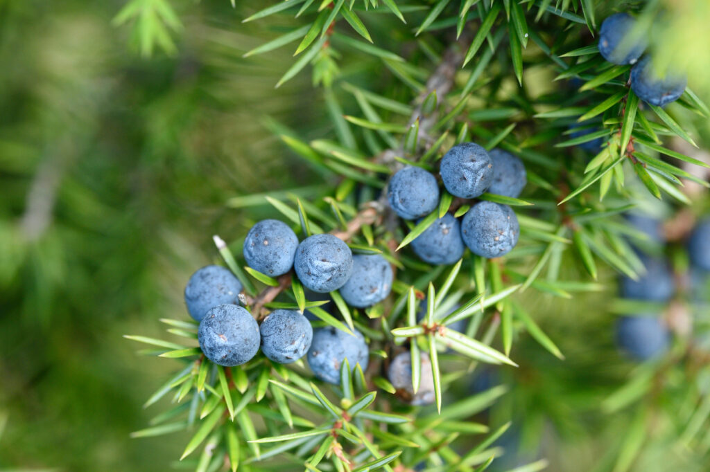 Jałowiec pospolity Juniperus communis właściwości