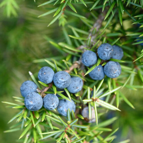 Jałowiec pospolity Juniperus communis właściwości