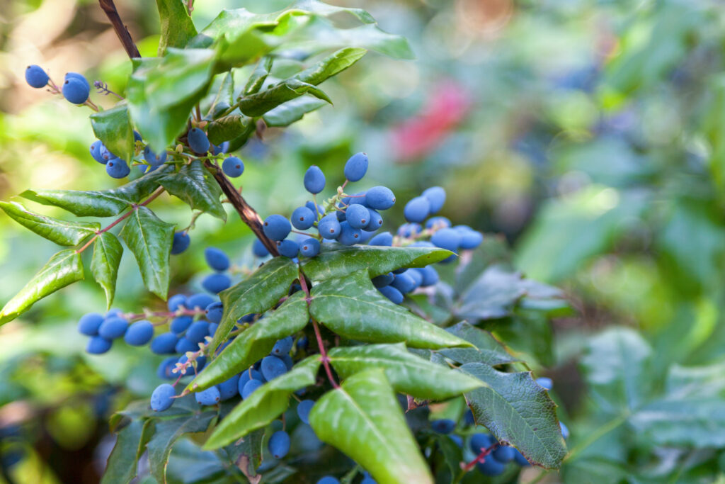 Mahonia unikalne działanie przeciw drobnoustrojom