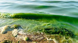 jod wodorosty algi woda morska