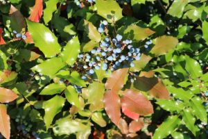 owoce mahonii pospolitej Mahonia aquifolium 