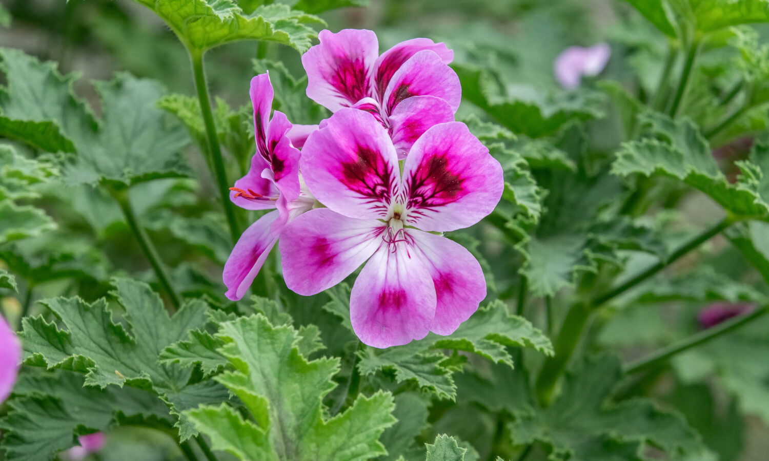 Pelargonia pachnąca na infekcje grypowe, stres. Przepis na olejek z pelargonii