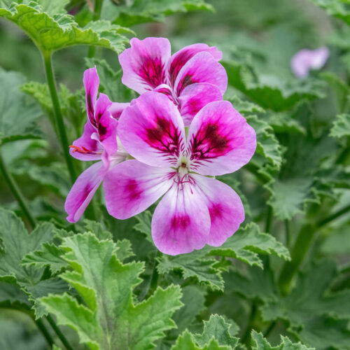 Pelargonia pachnąca na infekcje grypowe, stres. Przepis na olejek z pelargonii