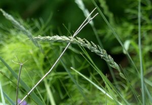 Perz Elymus repens właściwości