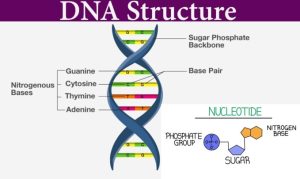 Struktura DNA G, C, T, A