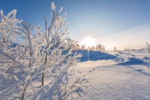 Zima w rytmie natury - zimowe tendencje, samopoczucie i zioła 