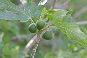 drzewo figowe liść owoce 