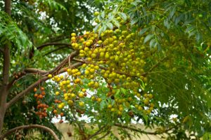 Azadirachta indica miodla indyjska neem