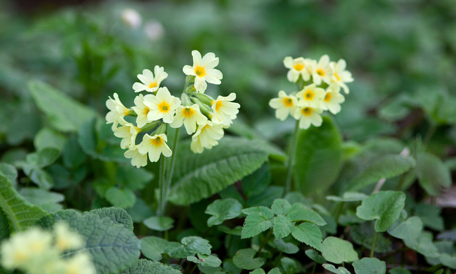 pierwiosnek lekarski primula veris zielarskie przepisy