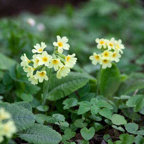 pierwiosnek lekarski primula veris zielarskie przepisy