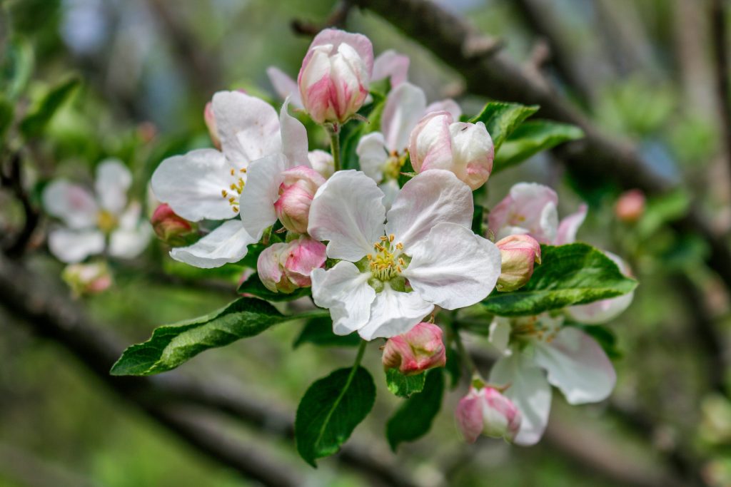 kwiaty jabłoni kwiaty gruszy kwiaty wiśni lecznicze działanie