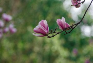 kwiaty magnolii lecznicze