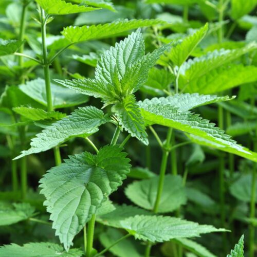 Urtica dioica majowe pokrzywy właściwości przepisy