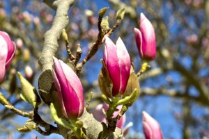 zioła na zatoki drogi oddechowe magnoliowe lekarstwa