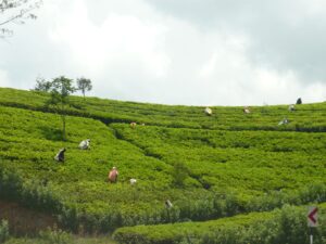 plantacja herbaty na sri lance cejlon