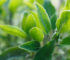 Szałwia lekarska Salvia officinalis działa wszechstronnie