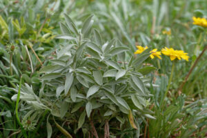 Salvia officinalis przepisy zielarskie