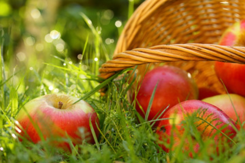 Jabłka i liść jabłoni w tradycyjnym zielarstwie - przepisy