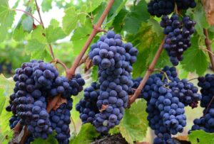 winogrona właściwości przepisy winorośl