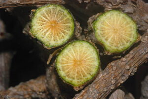 Guduchi Tinospora cordifolia ajurweda