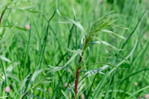 Estragon - bylica małego smoka właściwości zastosowania Artemisia dracunculus