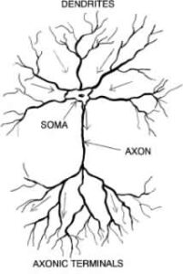 neurony jak drzewa