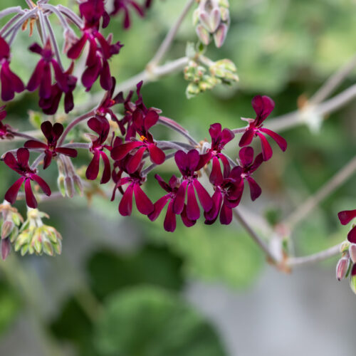 pelargonium sidoides geranium afrykańskie pelargonia