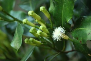 Goździkowiec korzenny Syzygium aromaticum