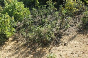 właściwości święte ziele Eriodictyon californicum