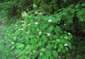 dzika hortensja krzewiasta Hydrangea arborescens