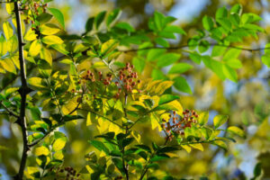 żółtodrzew kora żółtodrzewu