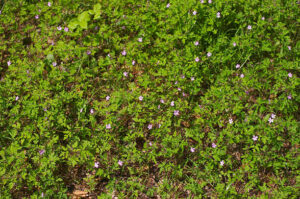 Geranium robertianum zastosowania bodziszka