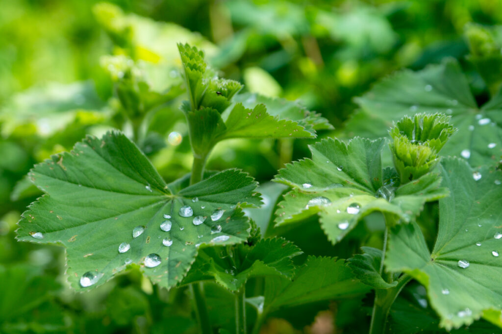 przywrotnik zastosowania właściwości przepisy Alchemilla vulgaris