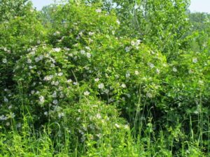 Rosa canina krzaki różane