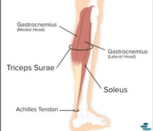 Musculus soleus mięsień płaszczkowaty znaczenie