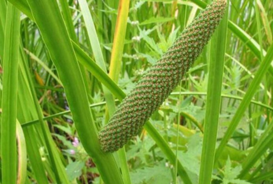 Tatarak: słabe trawienie, wzdęcia, nerwice, lęki, nowotwory