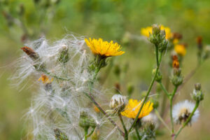 Crepis biennis pępawa dwuletnia