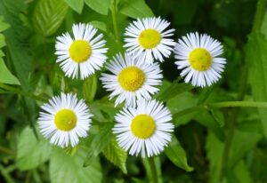 Erigeron annuus przymiotno właściwości zioło 