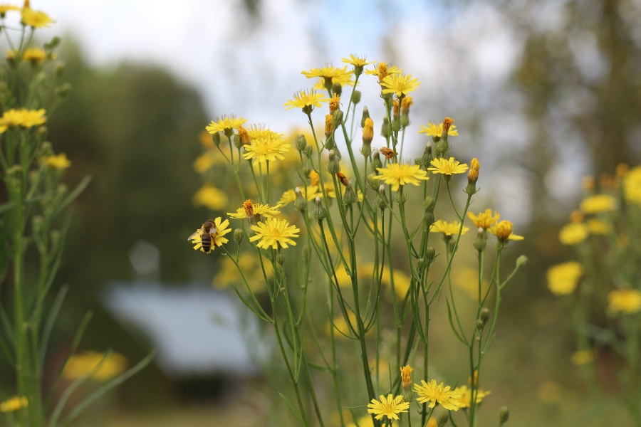 Pępawa dachowa właściwości Crepis tectorum jak stosować przepisy