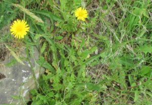 crepis leontodontoides ziele kulinarne i lecznicze