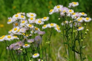 przymiotno amerykańskie Erigeron philadelphicus