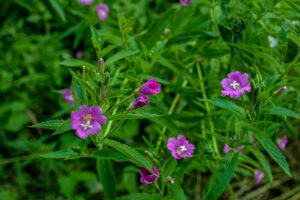 wierzbownica drobnokwiatowa Epilobium parviflorum wlasciwosci jak stosować