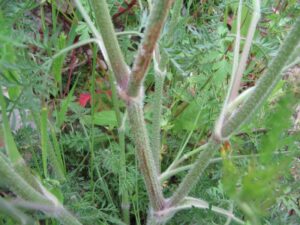 Daucus carota