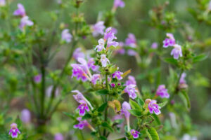 Galeopsis tetrahit