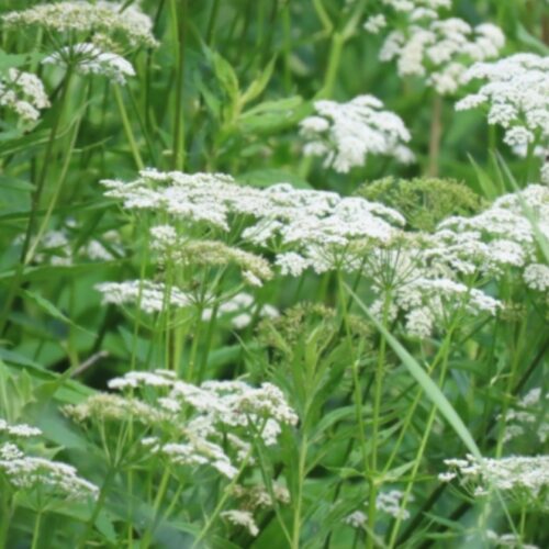 Marchew zwyczajna Daucus carota właściwości przepisy