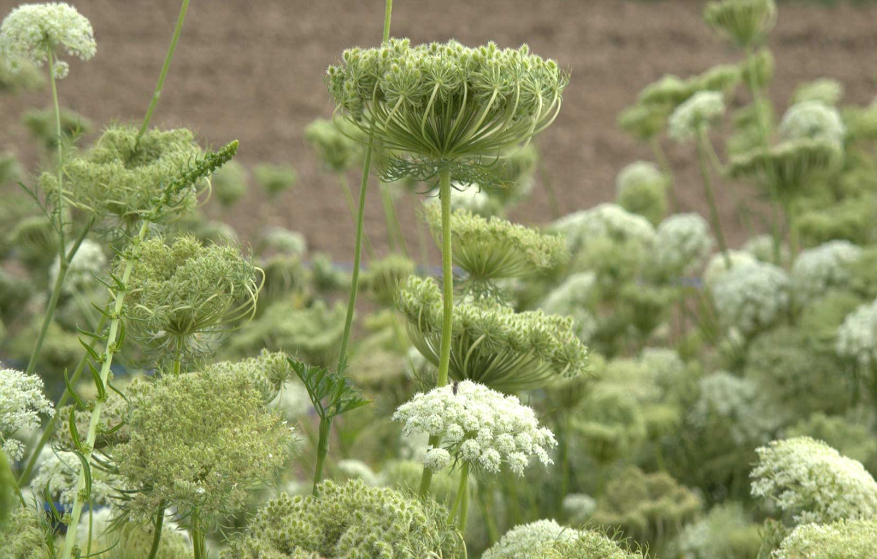 Marchew zwyczajna Daucus carota właściwości przepisy