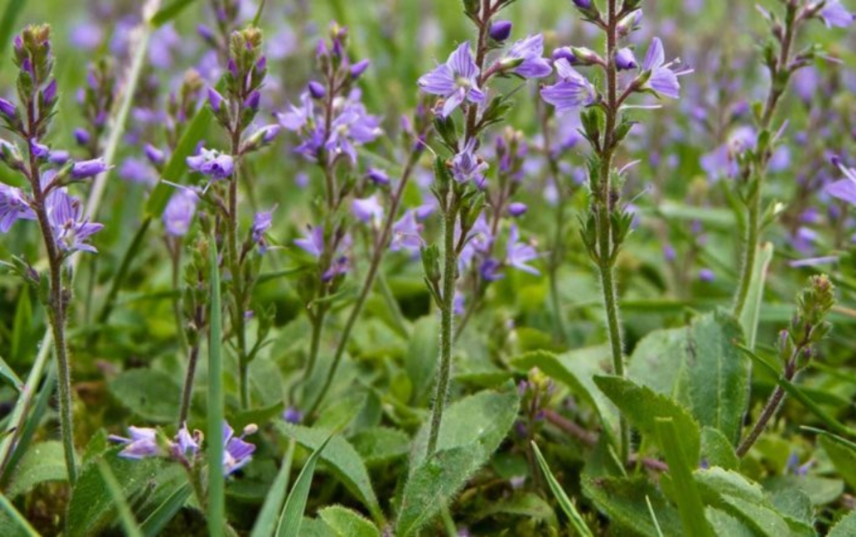 Przetacznik leśny Veronica officinalis działanie przepisy właściwości