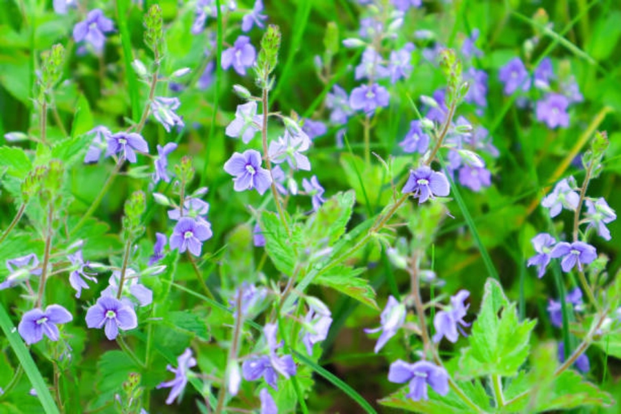 Przetacznik leśny Veronica officinalis działanie przepisy właściwości