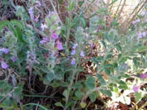 Teucrium chamaedrys L zastosowania zielarskie ożanki przepisy