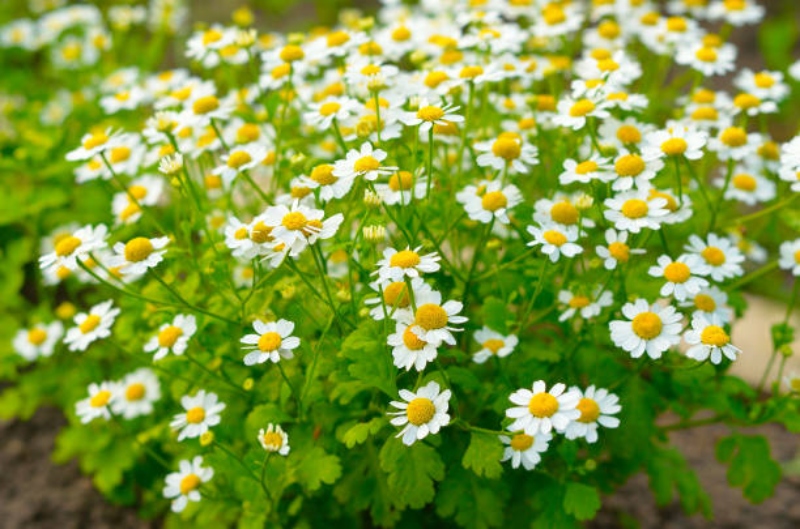 Złocień maruna działanie właściwości przepisy Tanacetum parthenium